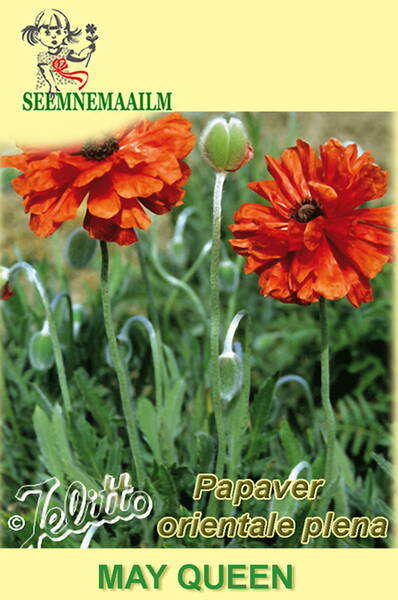 Oriental poppy "May Queen"